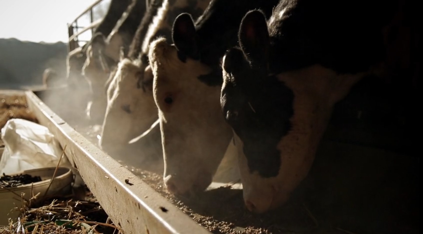 vaches