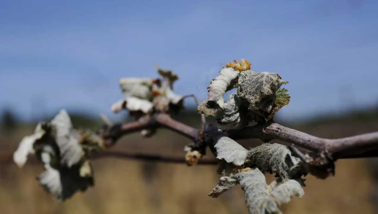 Cout assurance paramétrique 