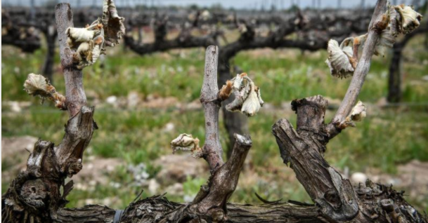 Les agriculteurs face au gel 