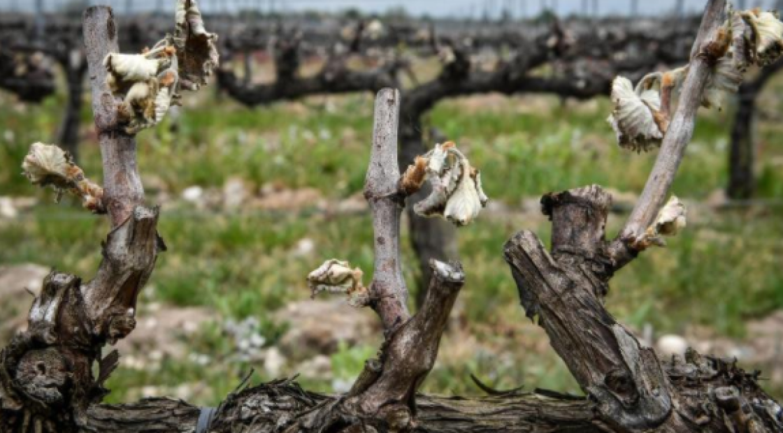 Les agriculteurs face au gel 
